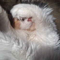Selling a cat