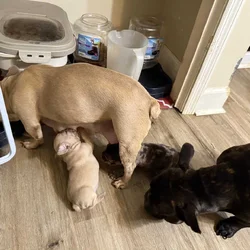 French bulldog babies