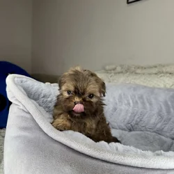 Shih Tzu Boy Puppy (Chester)