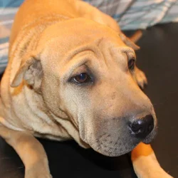 OirPei Sharpei/Pug