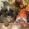 Thumbnail 13