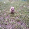 Thumbnail 15