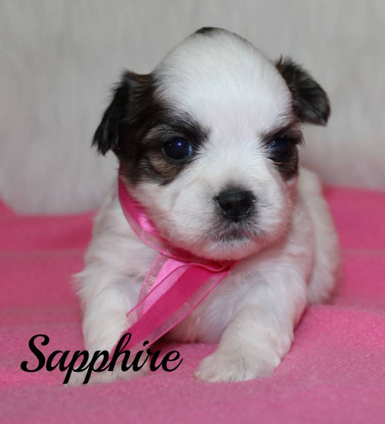Teddy Bear (Shih Tzu - bichon) image 3