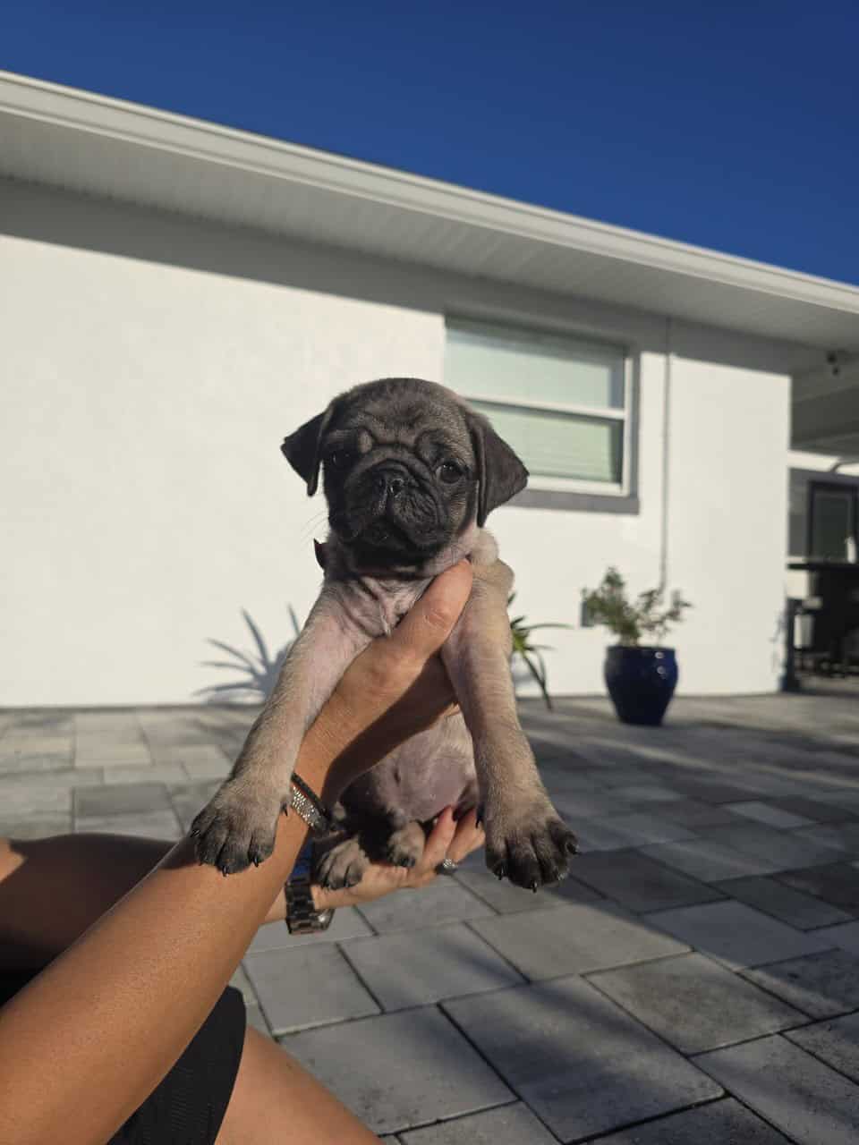 Cute PUG puppies image 6
