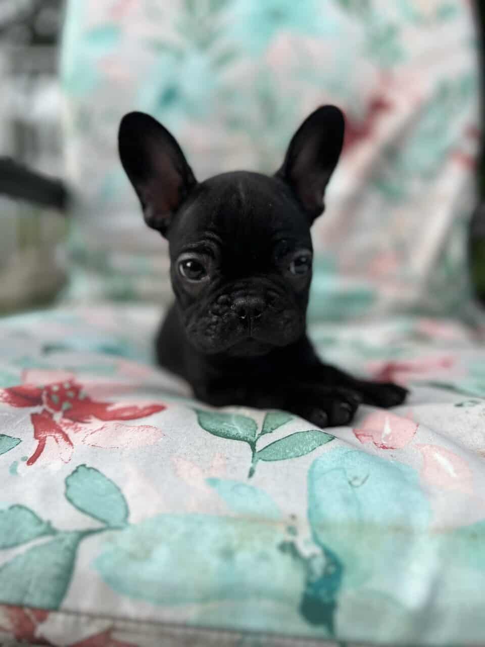 Blue French bulldog puppies image 11