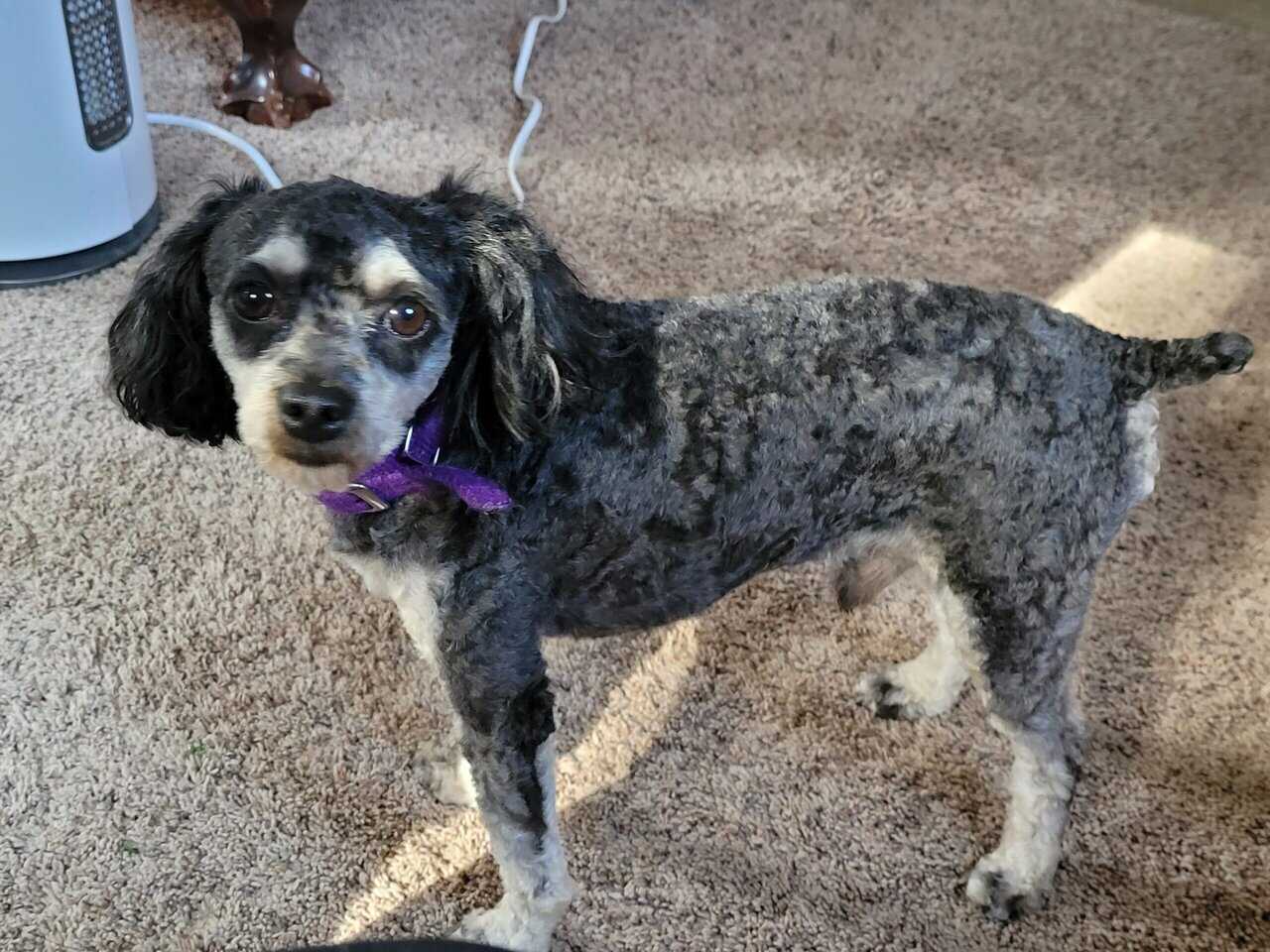 Phantom Toy Poodle image 2