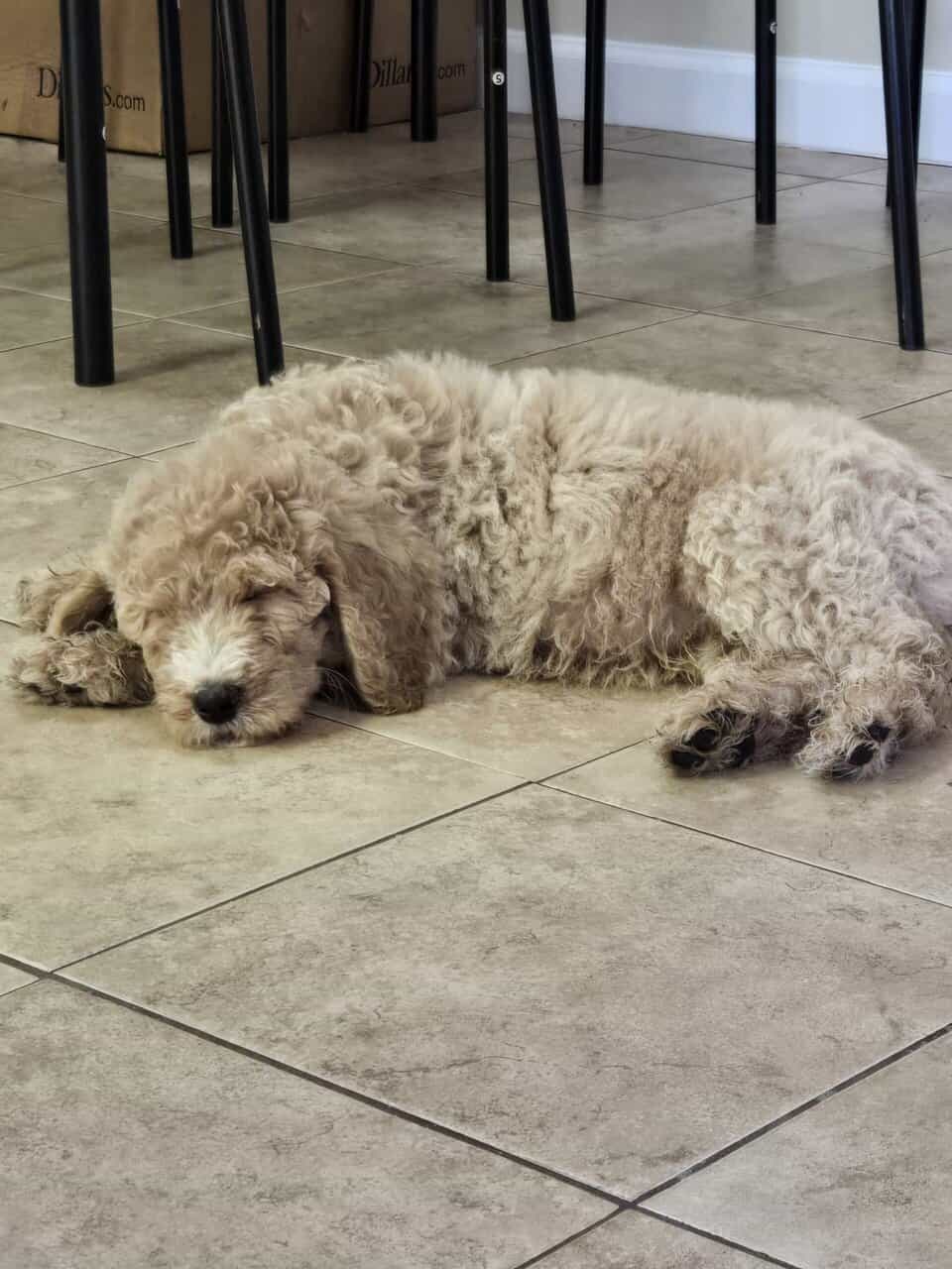 Standard Goldendoodle Puppy + Starter Kit/Supplies image 4