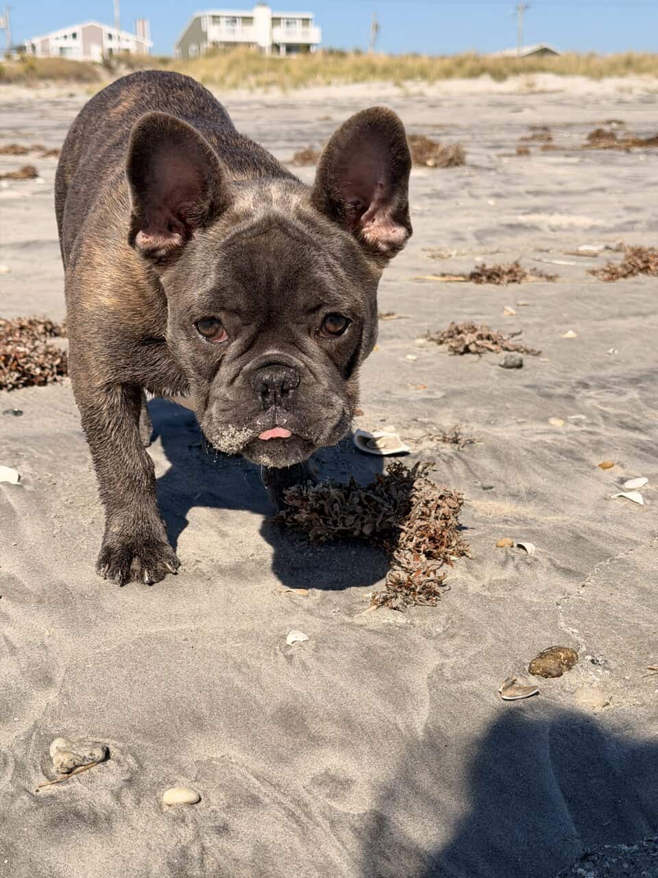 16 Week Old PROFESSIONALLY TRAINED French Bulldog image 6