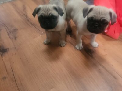 2 male pugs 10 weeks old