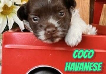 Coco Male Havanese