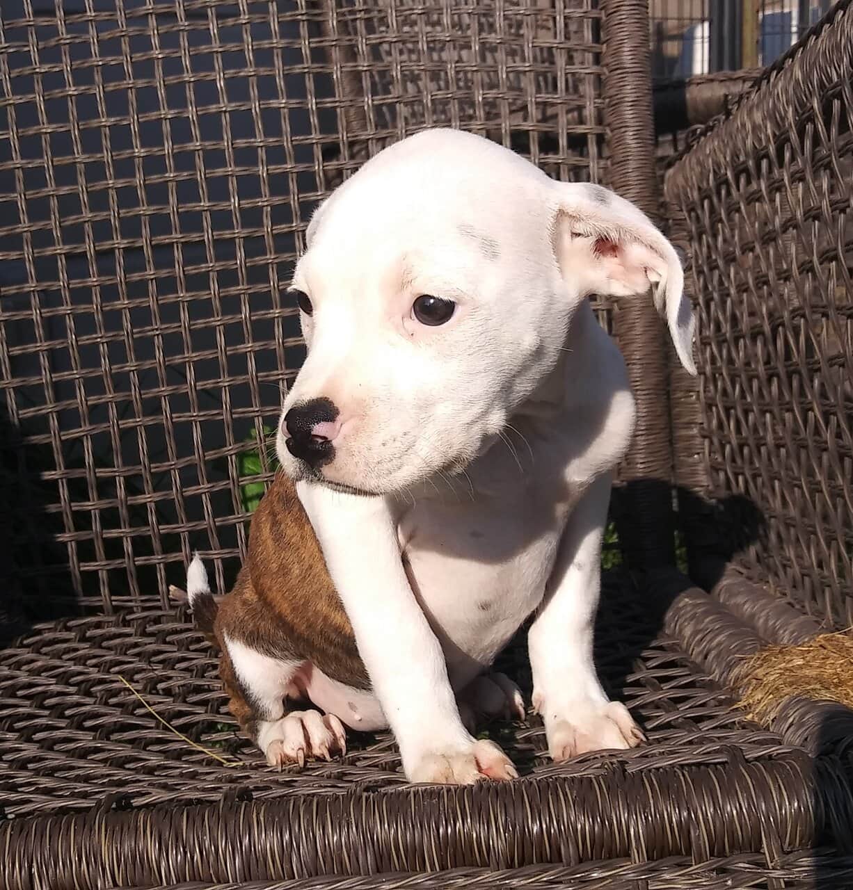 Pitbull puppies for sale. Ice blue eyes, Merles image 5