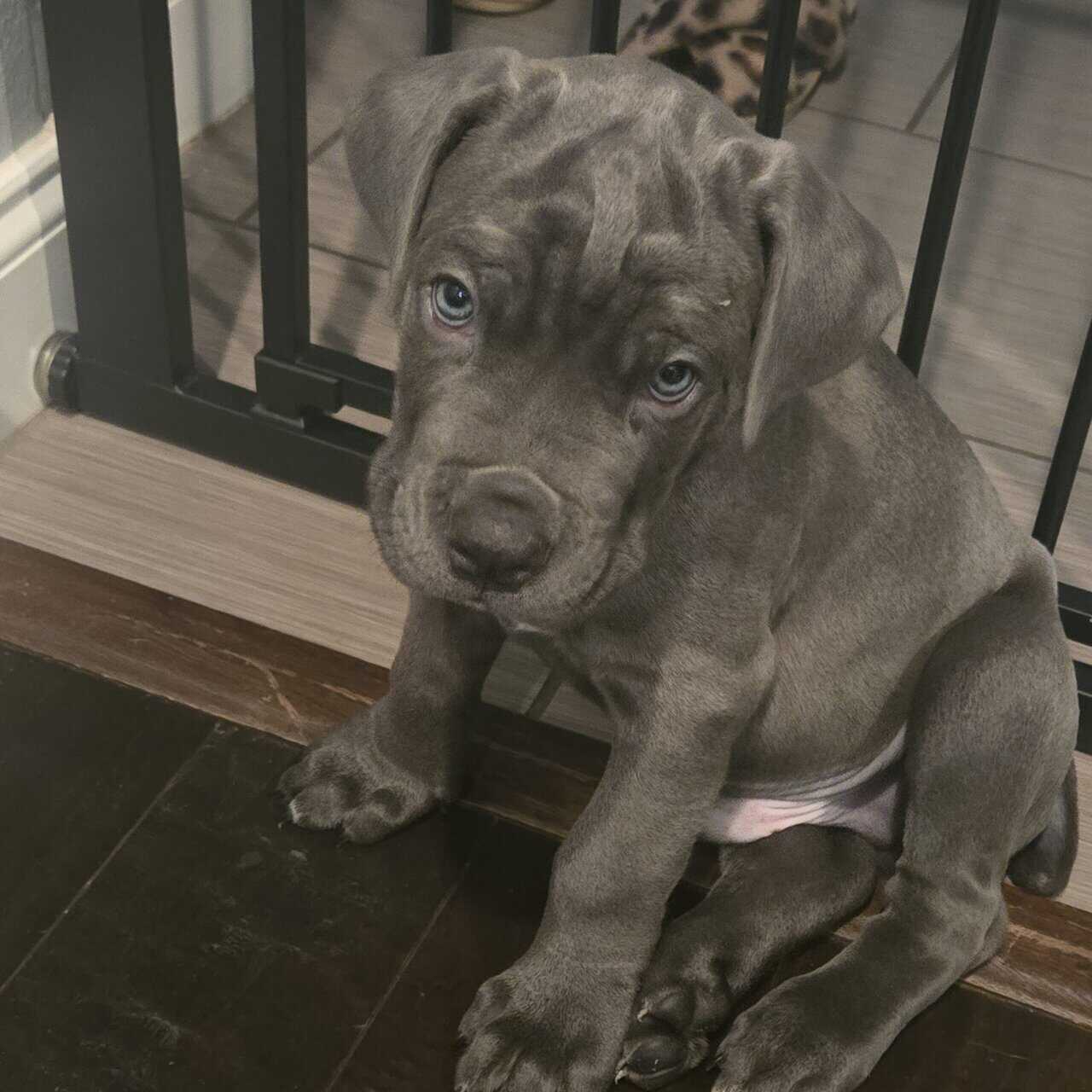 Cane corso puppies for sale image 4