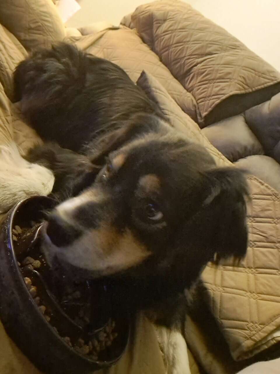 Rehoming purebred Australian Shepherd (Stayton OR) image 2