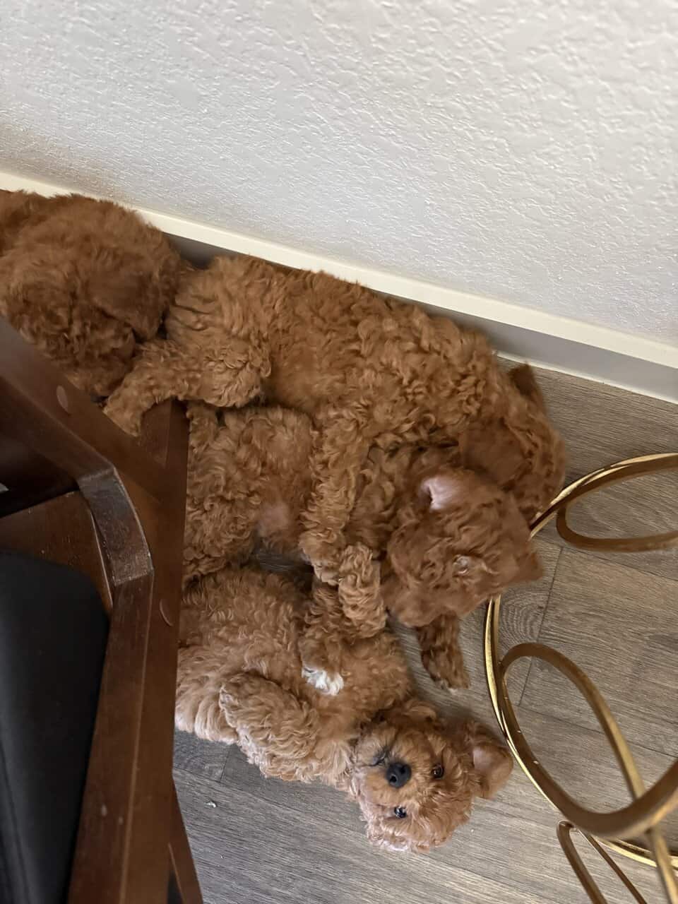 Mini Goldendoodle puppies image 4