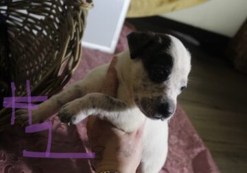 Lab & Pit mix Ready for their fur ever Homes Nov18