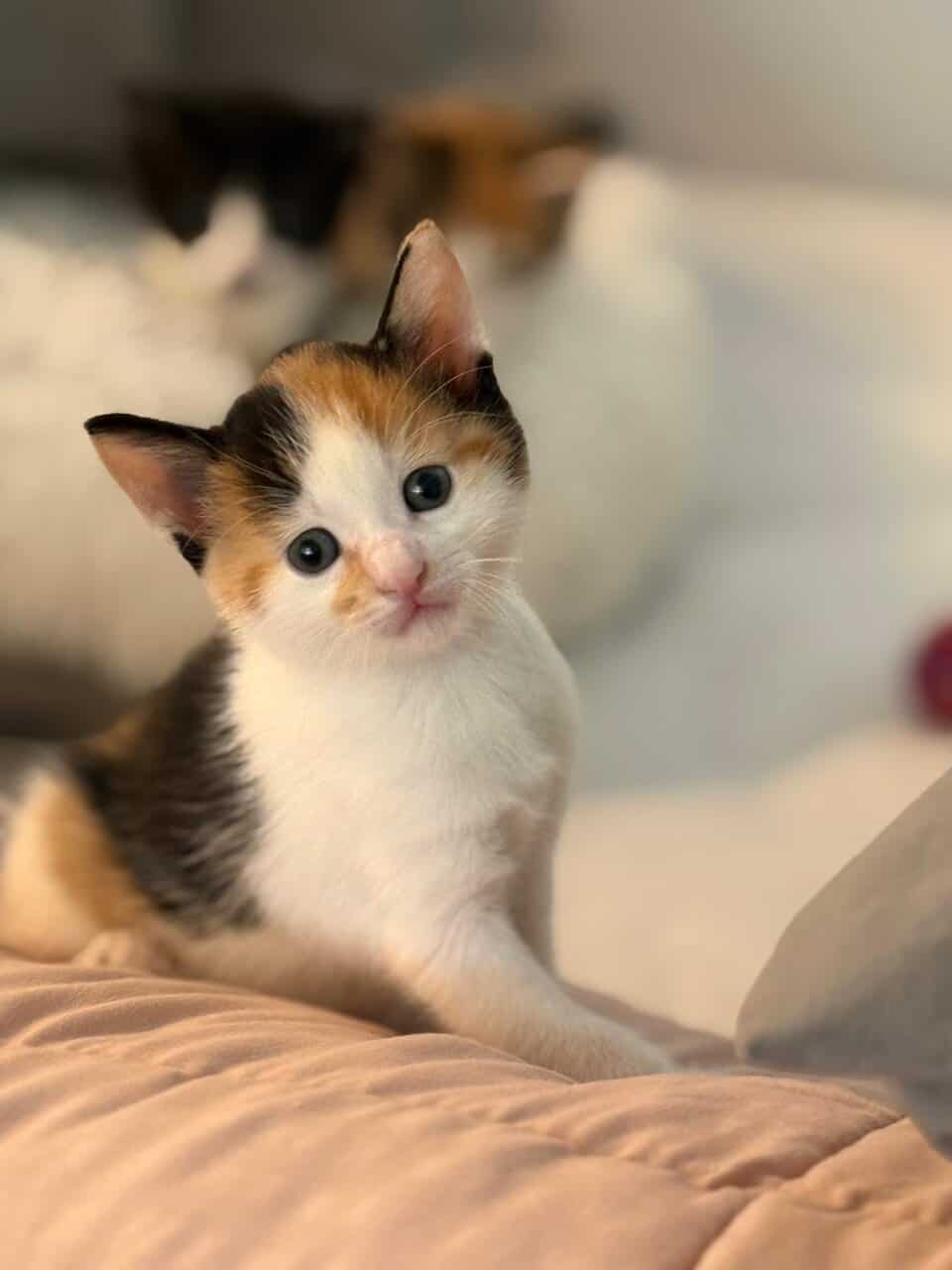 Kittens FOR FREE image 3