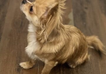 Jerry Lee Long Haired Chihuahua