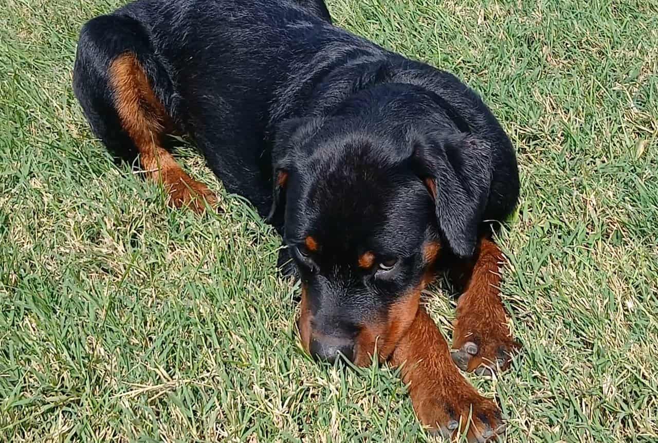 AKC registered German Rottweiller image 5