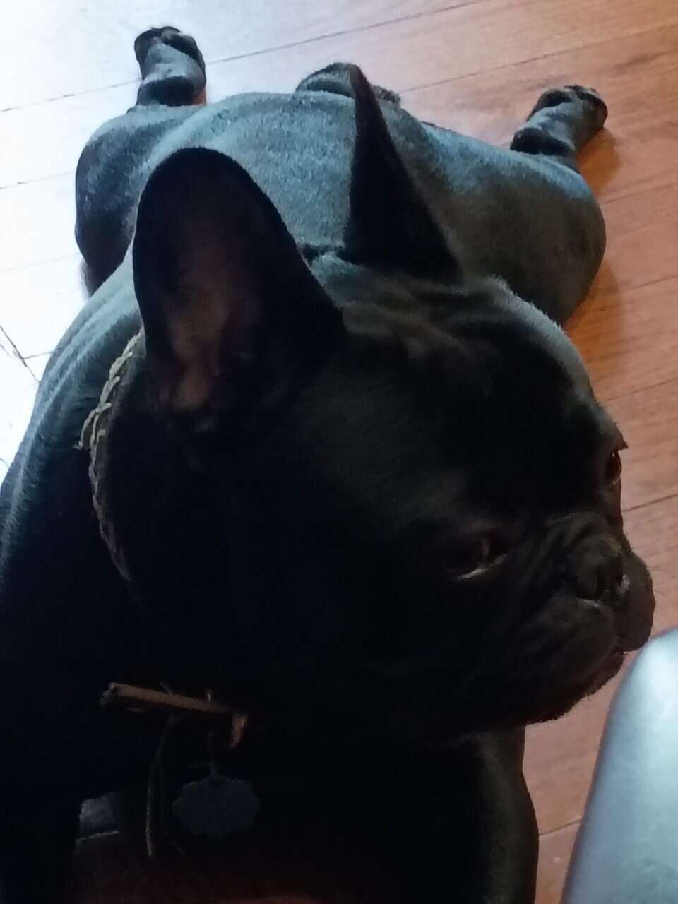 Gorgeous French Bulldog Puppies image 6