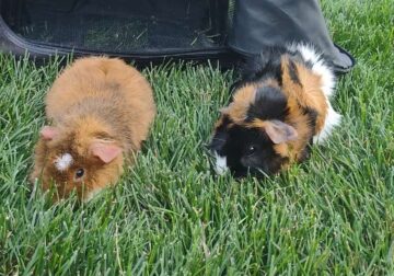 Two male bonded guinea pigs