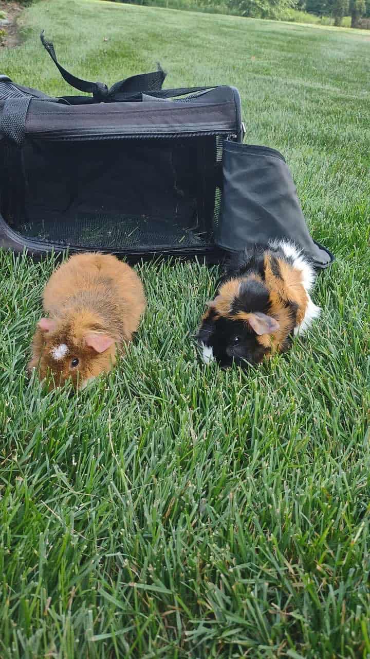 Two male bonded guinea pigs image 1