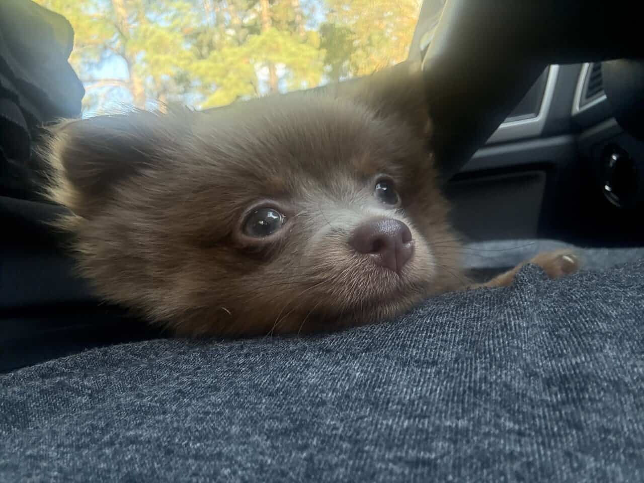 Only one pup left! image 3