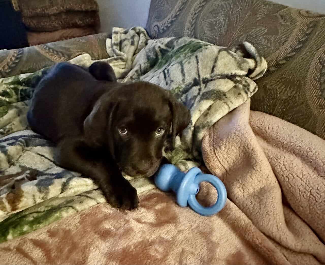 Chocolate Labrador AKC image 2