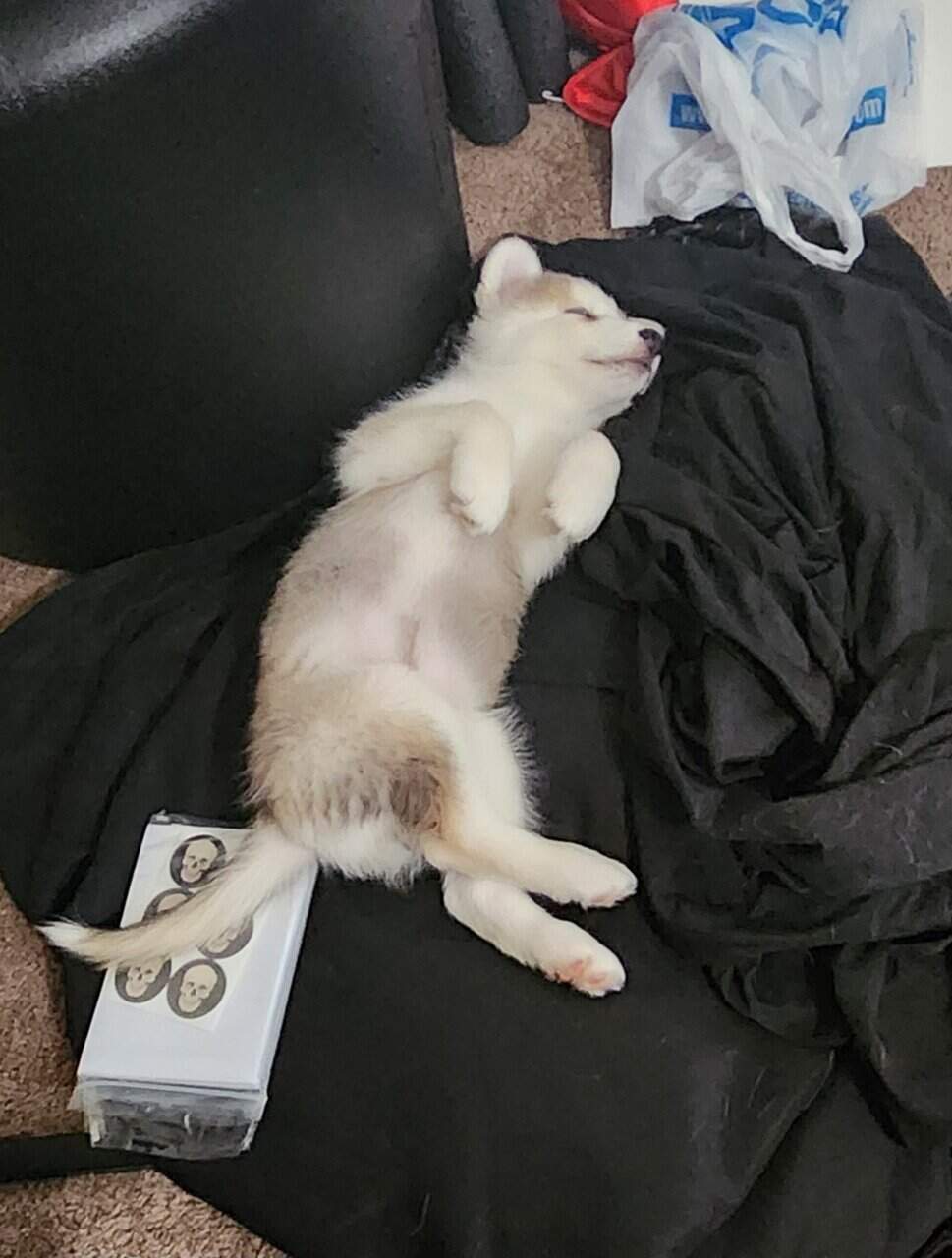 Husky Puppy image 4