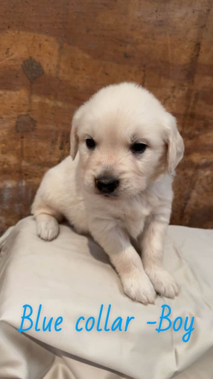 AKC English Cream Golden Retrievers image 3