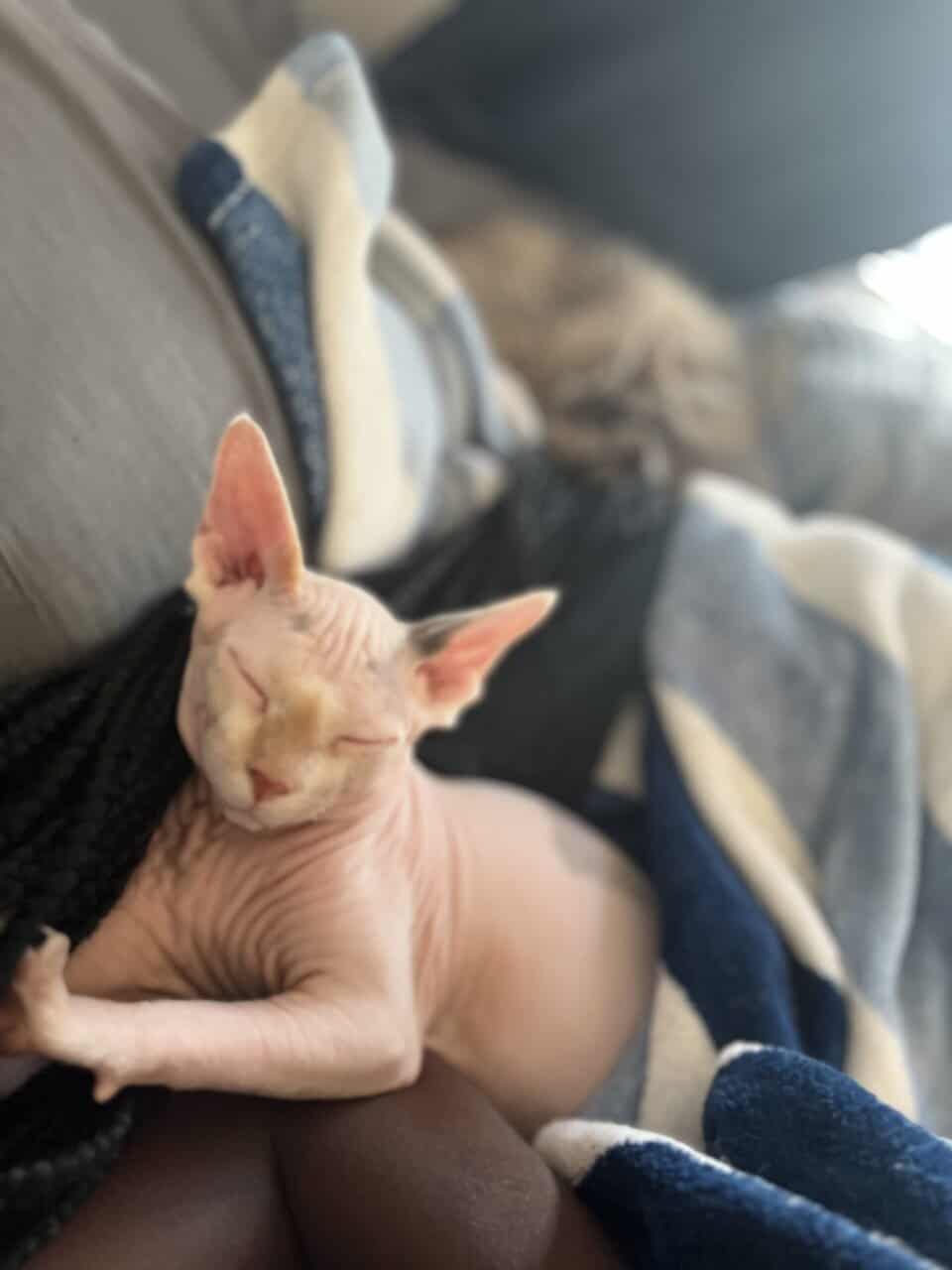 Sphynx Cat image 5