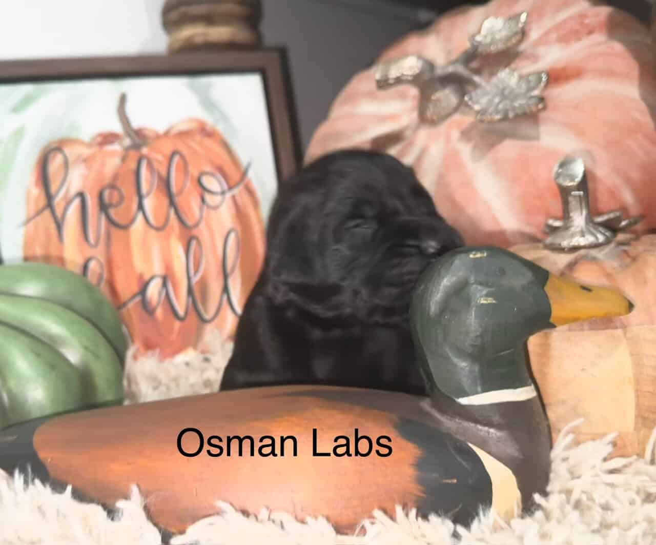 Black lab puppies available November 13th image 10