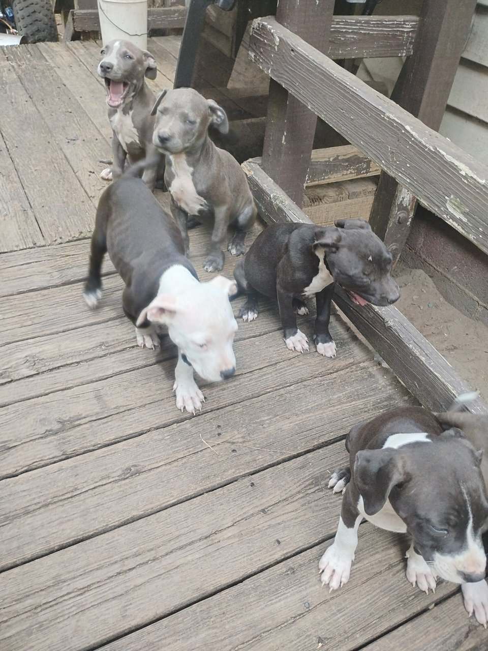 American Bully Pitbulls image 2
