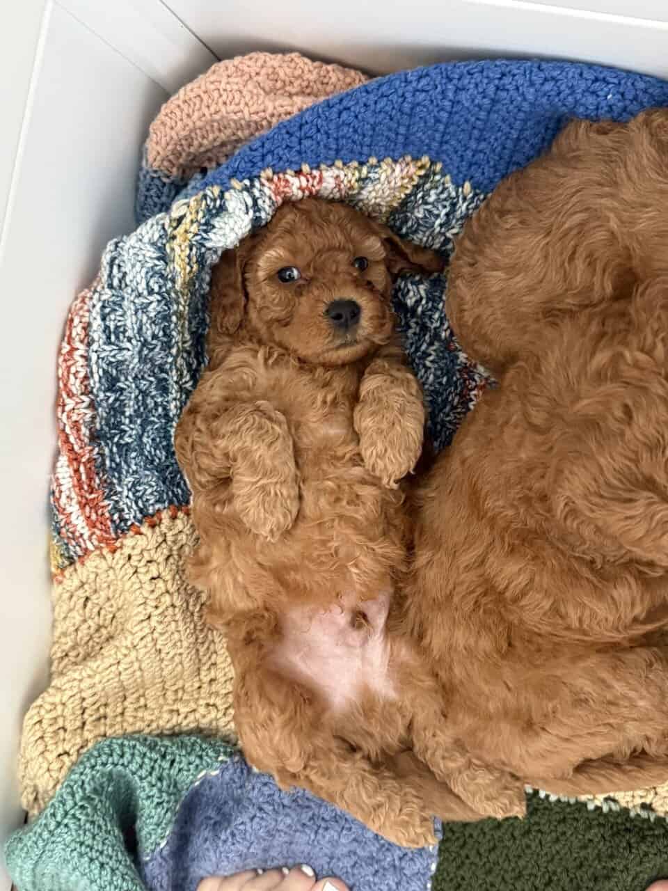 Mini Goldendoodle puppies image 7