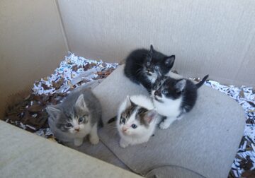 Free Adorable kittens Available (Thomson Georgia)