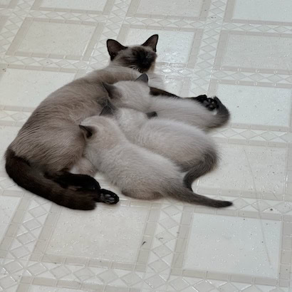 Full blood Siamese cat and kittens image 2