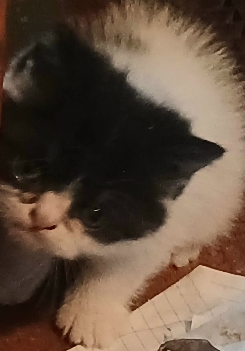 Exotic shorthaired kittens image 2