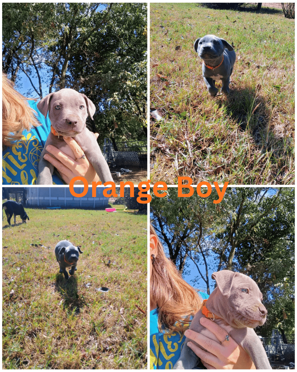 Blue nose Pitbull puppies image 8