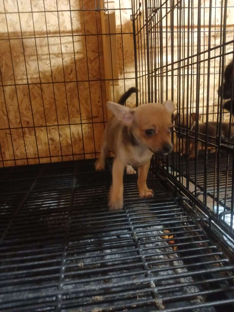 Pure Bred Chihuahuas image 5