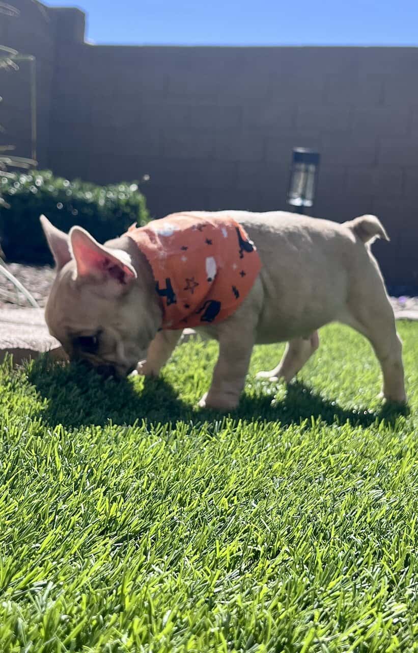French Bulldog Puppy 🐾 image 7