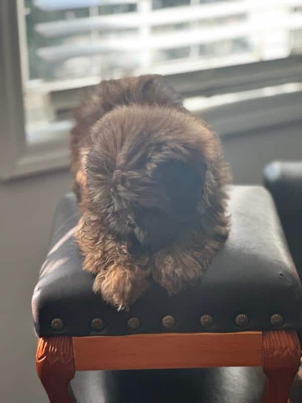 Shih tzu puppies image 1
