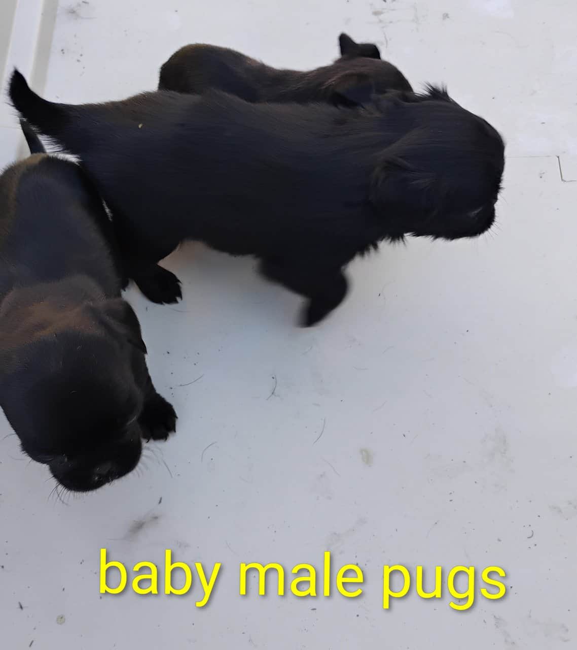 Pug puppies image 18