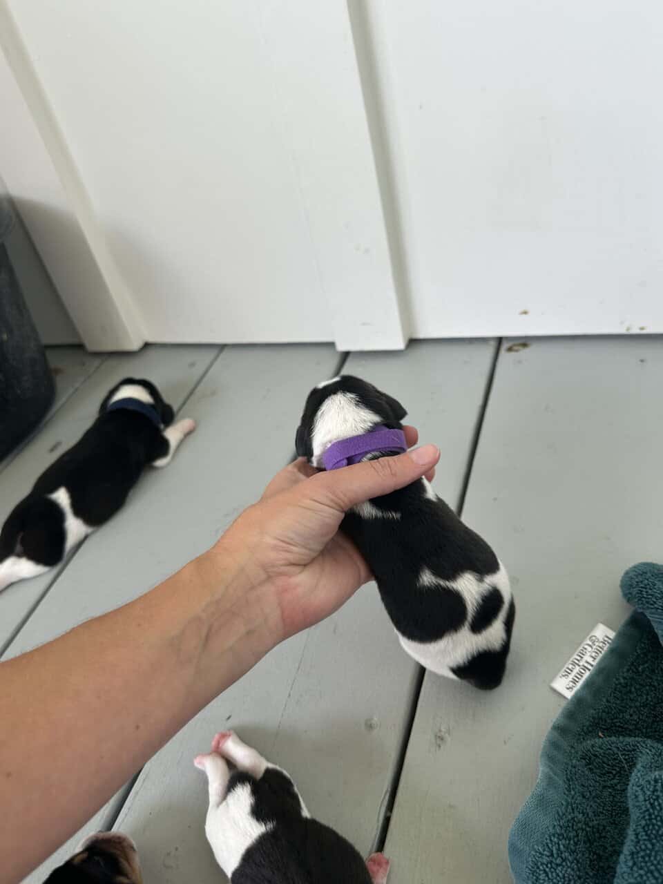 Pure Bred Beagle Puppies image 11