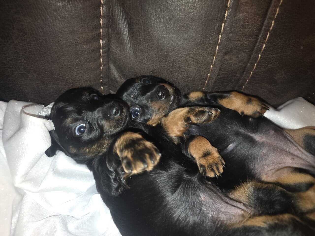 Mini Dachshunds image 1