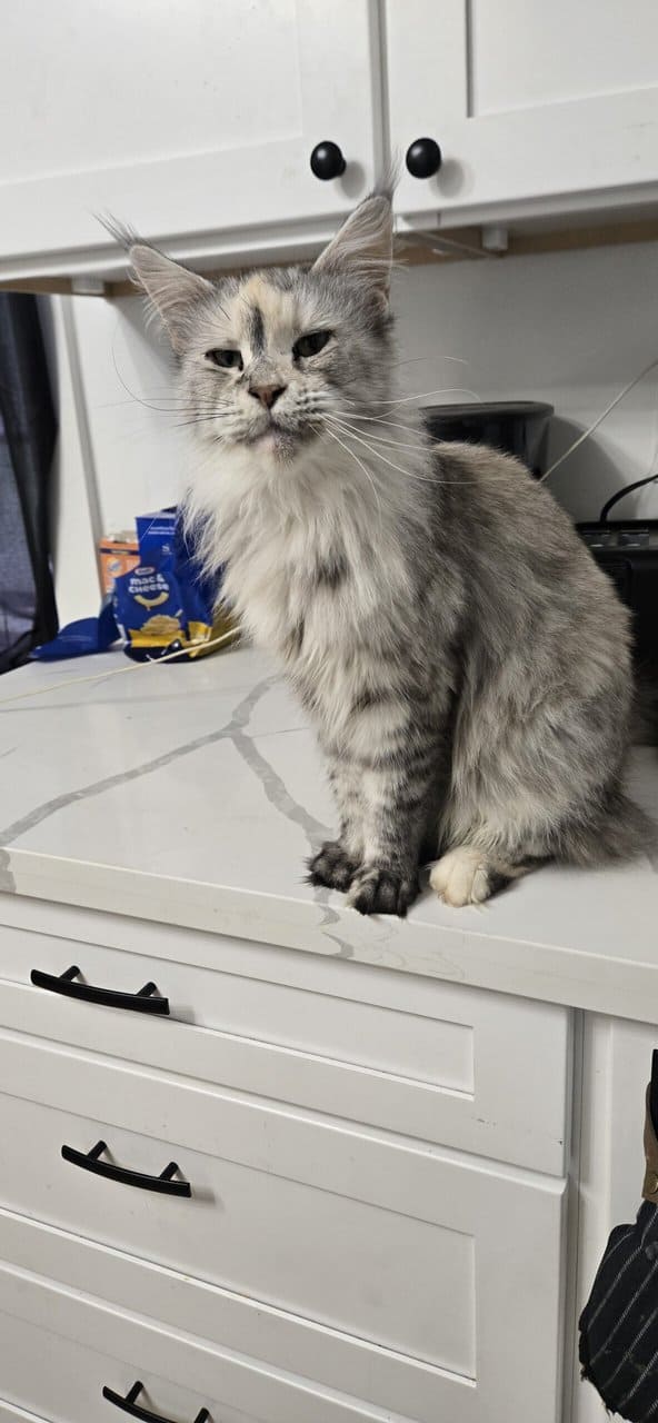 Mainecoon image 3