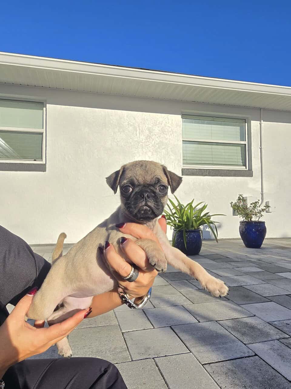 Cute PUG puppies image 5