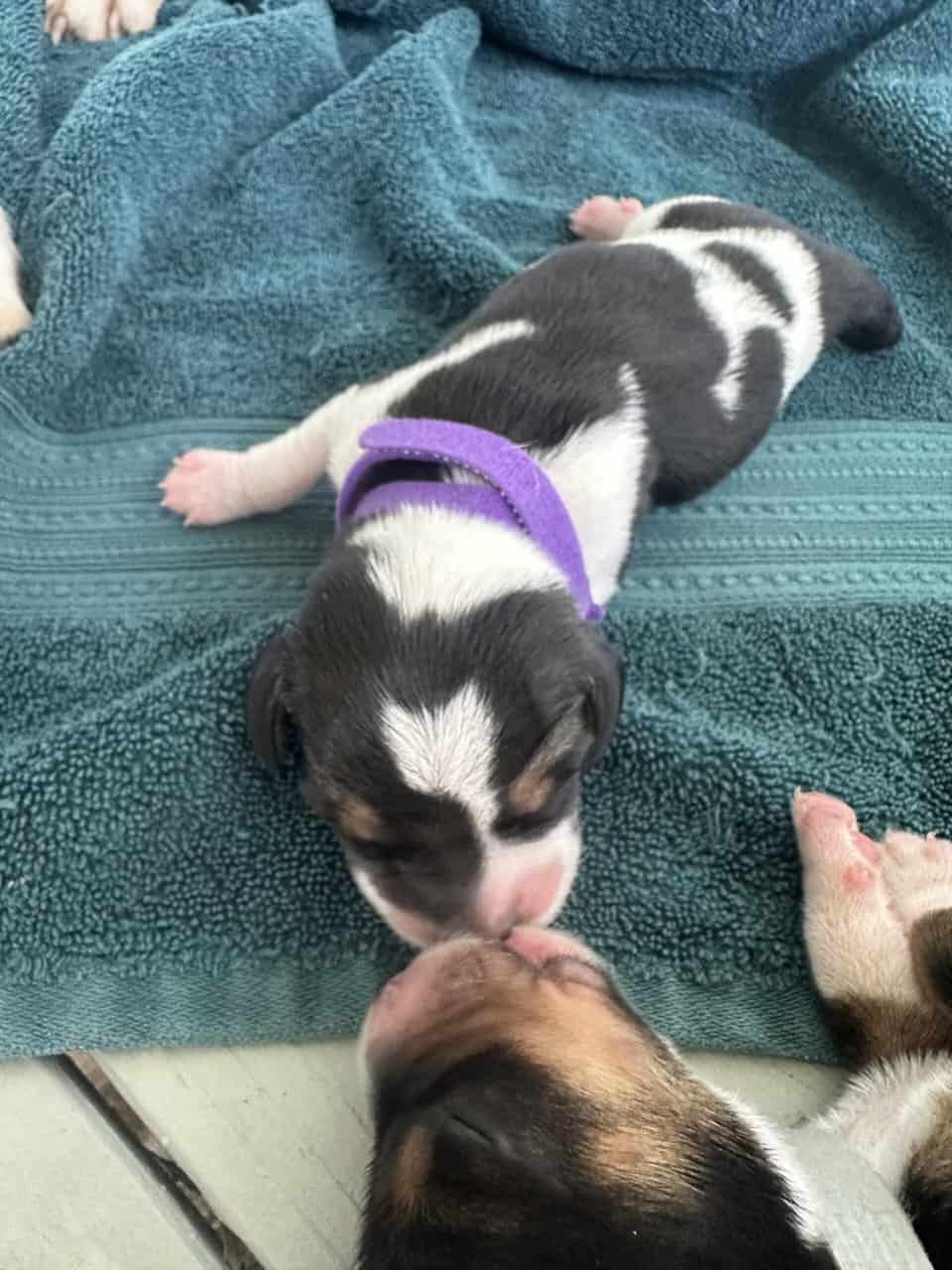 Pure Bred Beagle Puppies image 23