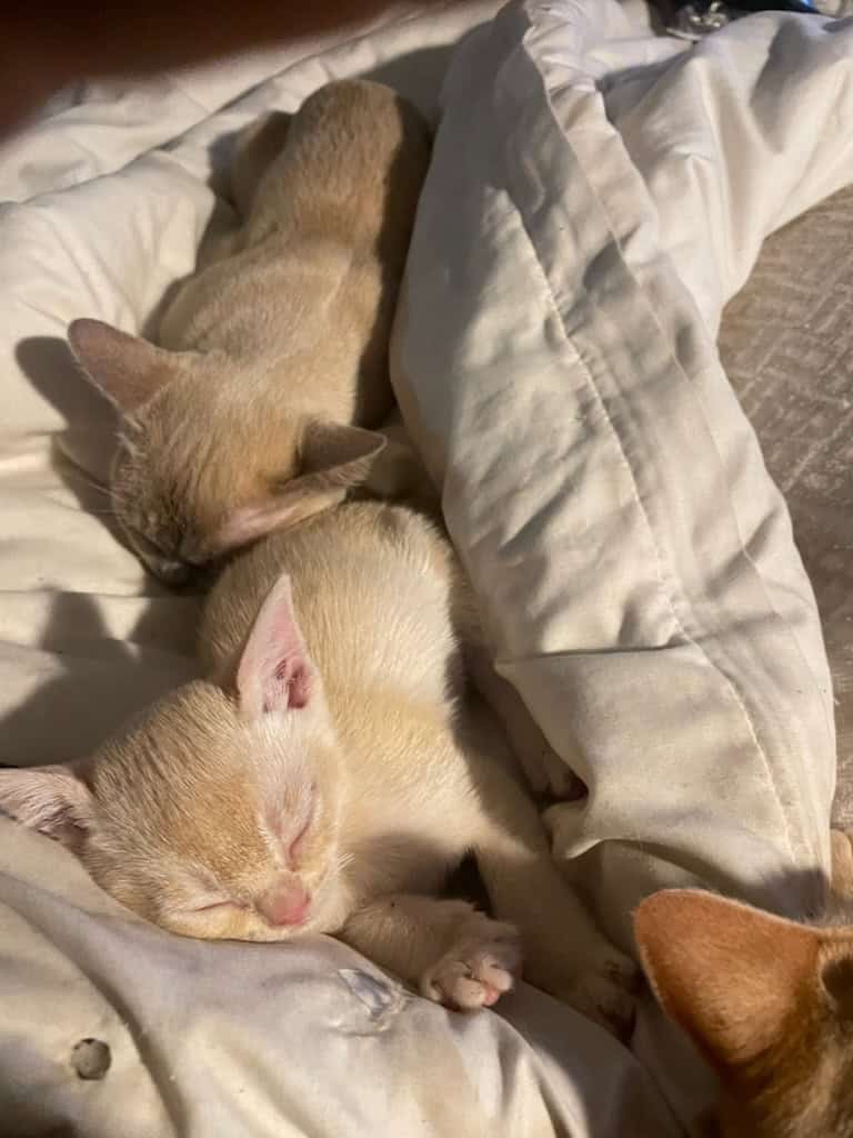 Burmese litter of kittens image 1