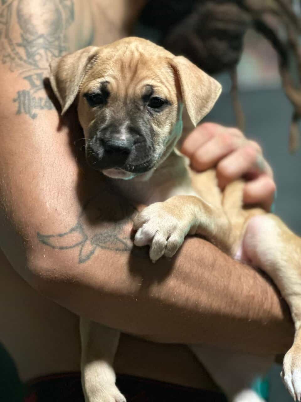 Puppies ready for new home ( black mouth cur/ pit image 7
