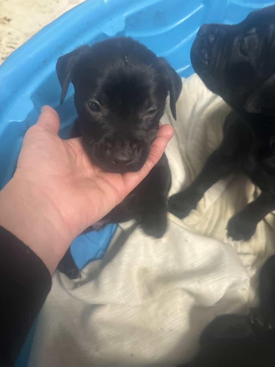Lab and put puppys image 8