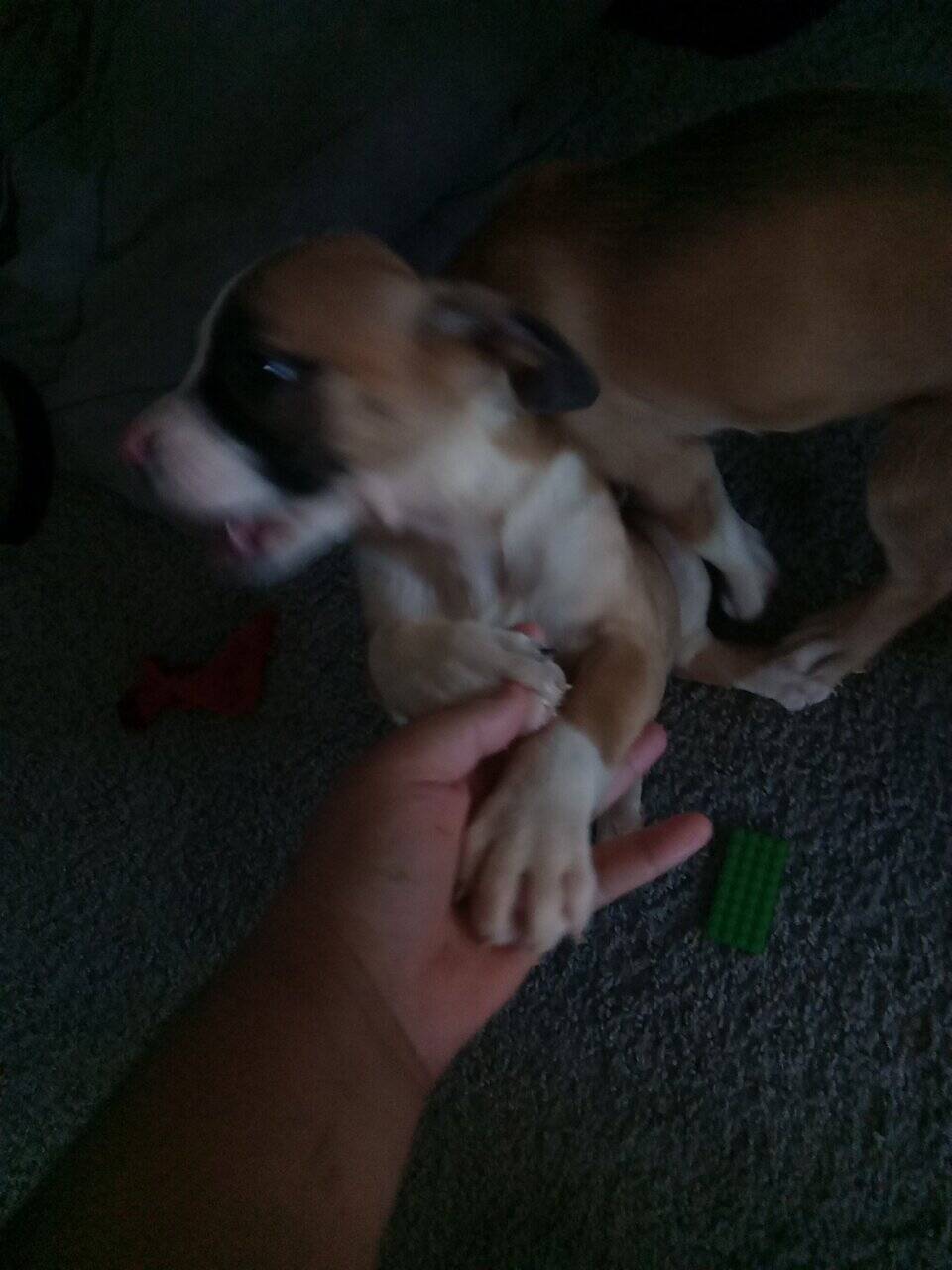 Puppies for Sale image 3